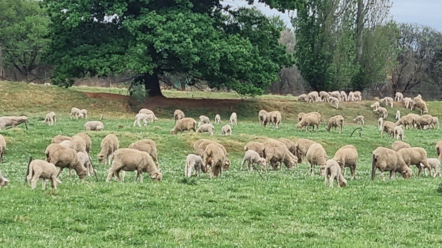 4 Bedroom Property for Sale in Queenstown Rural Eastern Cape